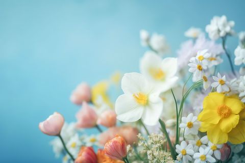 Pastel Spring Flowers Against Blue Background