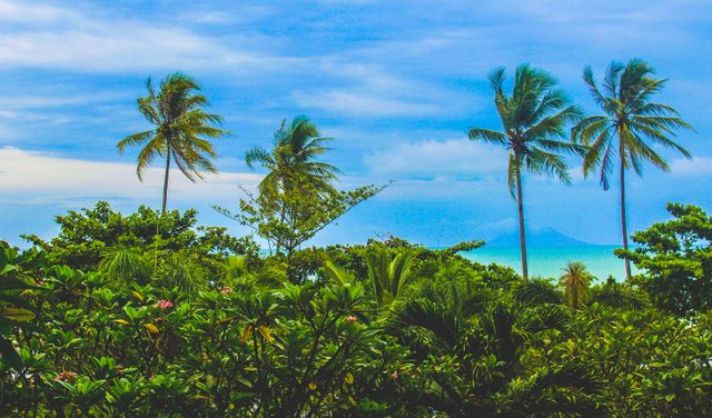 Lush tropical foliage with tall palm trees swaying against backdrop of ocean and blue sky. Ideal for themes related to vacation, relaxation, summer travel, nature, coastal living, and tropical scenery.