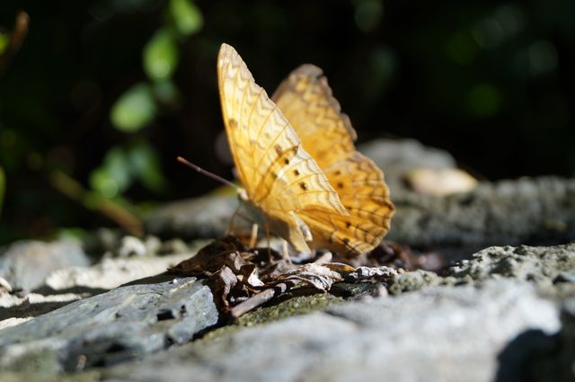 Butterfly on Rocky Surface in Natural Sunlight - Download Free Stock Photos Pikwizard.com
