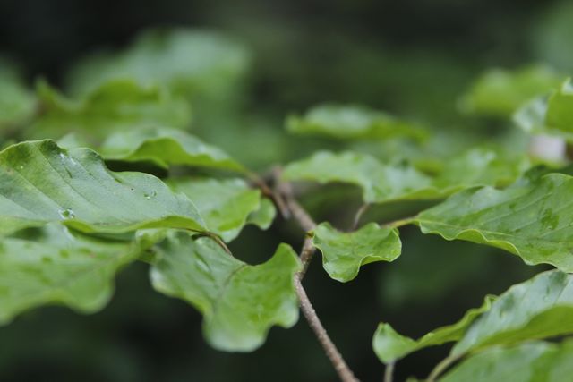 Close-up of Fresh Organic Green Leaves on Plant Branch - Download Free Stock Photos Pikwizard.com