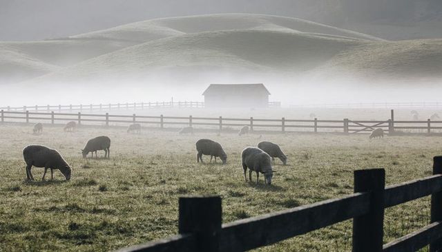 Misty dawn sheep grazing on dewy pasture with barn and rolling hills