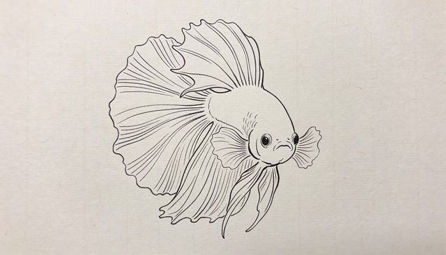 Betta fish drawing showing flowing ruffled tail with fine ink lineart on off-white paper