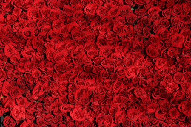 Dense cluster of red roses creating a vibrant and luxurious floral background. Perfect for use in romantic designs, valentine's day cards, wedding invitations, floral decorations, and natural beauty promotions.