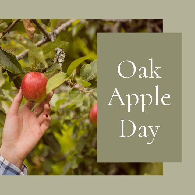 Oak Apple Day Celebration with Hand Picking Fresh Apple from Tree - Download Free Stock Templates Pikwizard.com