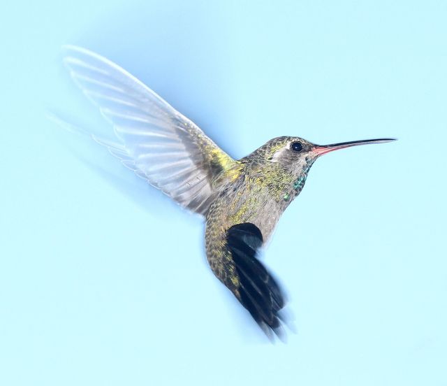 Graceful Hummingbird in Flight Against Clear Blue Sky - Download Free Stock Photos Pikwizard.com