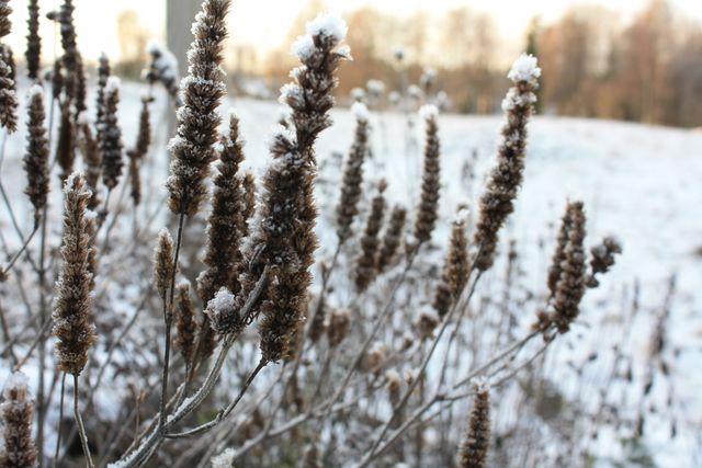 Frost-covered dried wildflowers in a winter field at dawn, creating a tranquil and serene scene. Useful for nature themes, winter season illustrations, morning landscape designs, and botanical references depicting plant life in cold environments.