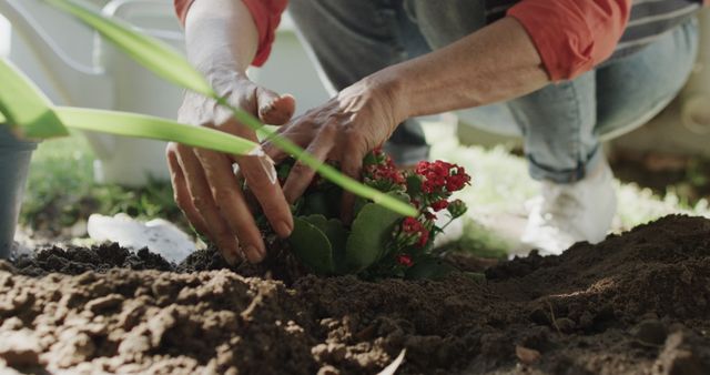 Gardener Planting Red Flowers in Outdoor Garden Close-up - Download Free Stock Images Pikwizard.com