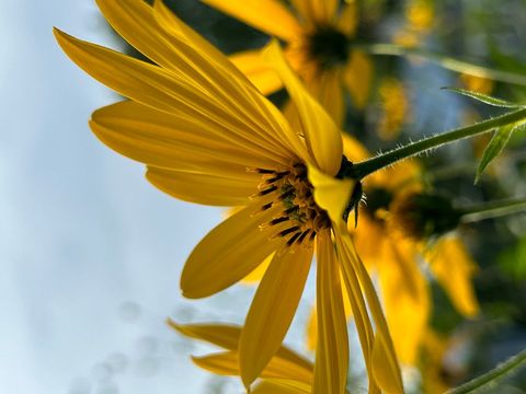 Golden daisy close-up in soft sunlight, angled macro focusing on petals and pollen