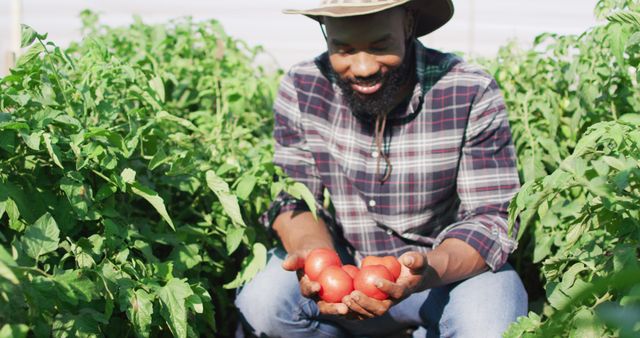 A man in a plaid shirt and sun hat is smiling while holding freshly picked tomatoes in a lush green field. This image can be used to promote sustainable agriculture, gardening, healthy lifestyle, organic produce, and rural living concepts. Ideal for blogs, farming magazines, agricultural advertisements, and farm-to-table restaurant marketing materials.