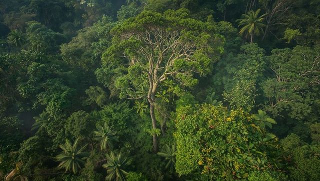 Aerial view of emergent tree in tropical rainforest canopy