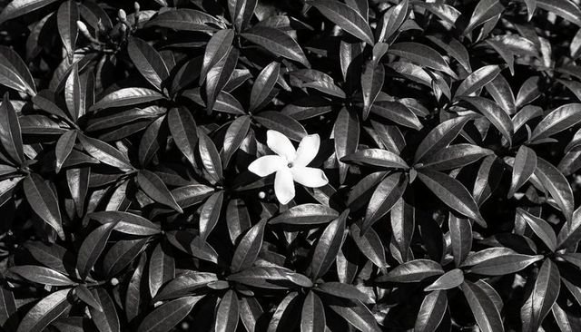 Solitary white blossom resting among glossy lanceolate leaves monochrome closeup texture