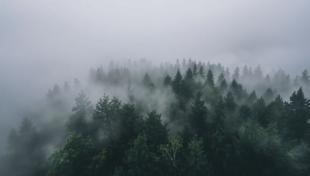 Misty conifer forest fading into pale fog over remote hills, aerial moody landscape