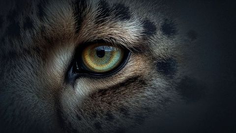 Close-up majestic big snow leopard with stunning detail