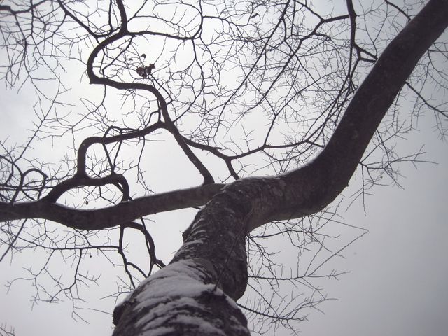 Leafless tree branches with snowy bark against grey sky - Download Free Stock Photos Pikwizard.com