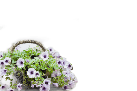 Floral basket on transparent background perfect for overlay and crafts