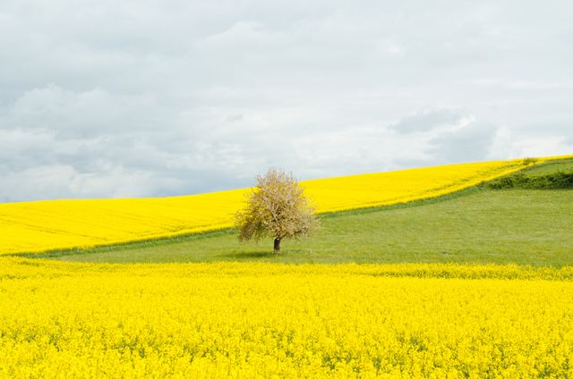 Solitary tree standing in a vast field of bright yellow canola flowers under an overcast sky. This scene highlights the beauty and tranquility of rural landscapes, making it perfect for themes related to nature, agriculture, and serenity. Ideal for use in websites, environmental campaigns, travel brochures, and inspirational posters.