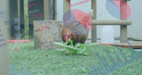 Chicken Feeding Leisurely on Farm with Data Overlays for Sustainable Agriculture