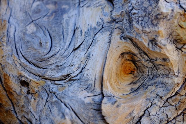 Detailed close-up showing texture and grain patterns of old weathered tree trunk. Useful for backgrounds, textures, nature-related designs, environmental themes, and organic concepts. Highlights natural beauty and intricate details formed by aging.