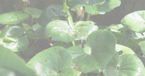 Heart-shaped green groundcover with subtle orange speckles in shaded woodland canopy