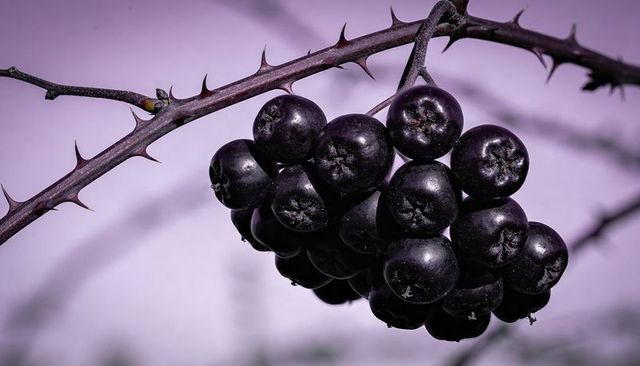 Glossy Dark Purple Berry Cluster Hanging on Thorny Branch Macro Closeup with Bokeh
