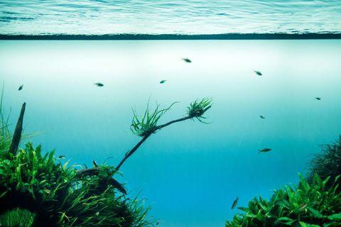 Underwater panorama of aquatic plants and fish