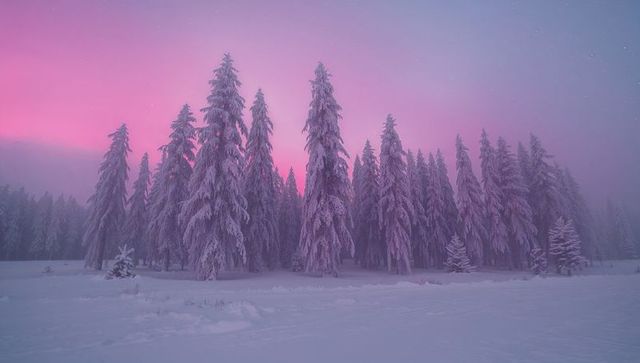 Mystical Snow-Covered Evergreen Forest at Twilight