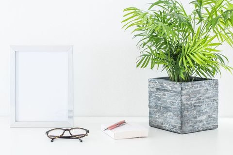 Modern Office Desk with Green Plant and Accessories