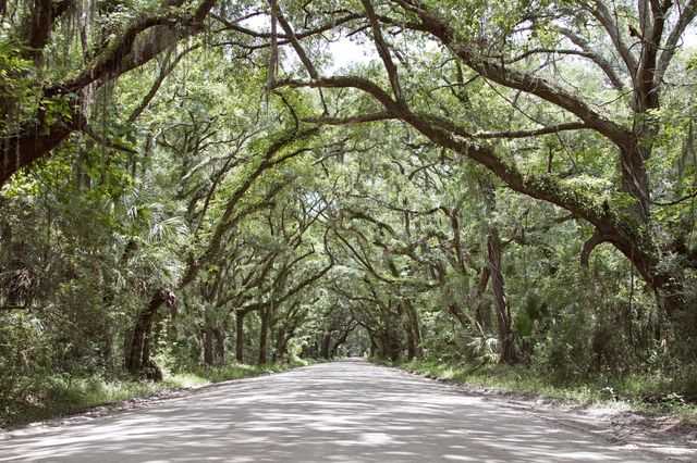 Appealing scene of a peaceful road shaded by overhanging tree branches forming a canopy in a dense forest. This image is ideal for use in themes related to tranquility, travel, nature exploration, rural journeys, and peaceful outdoor retreats. It can be used effectively in travel magazines, tourism promotions, environmental ads, or nature-themed blogs.