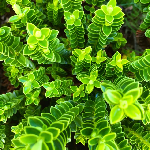 Closeup of Green Succulent Plants with Rosette Leaves - Download Free Stock Photos Pikwizard.com