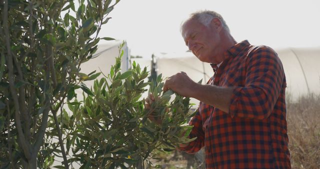 Senior Caucasian man examines olive tree leaves outdoor. He's assessing the health of the plants on a sunny day in the grove.