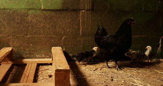 A black hen leads her brood of chicks through a rustic barn setting, with copy space. The scene captures a moment of farm life, showcasing the natural behavior of poultry in a sheltered environment.