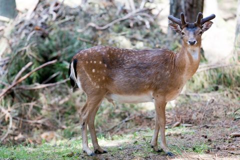 Fallow Deer Standing in Sunlit Forest Clearing with Velvet Antlers and Spotted Coat