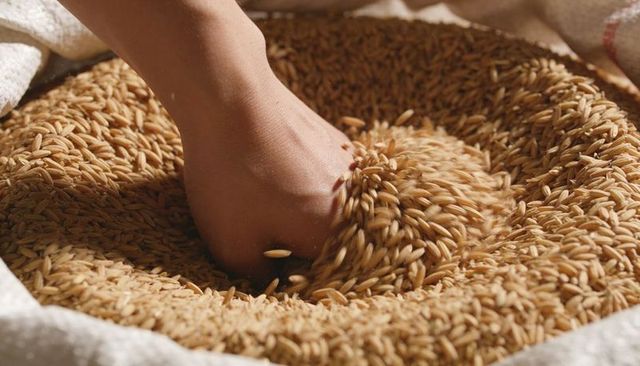 Bare foot pressing into sack filled with golden rice grains, rustic market closeup