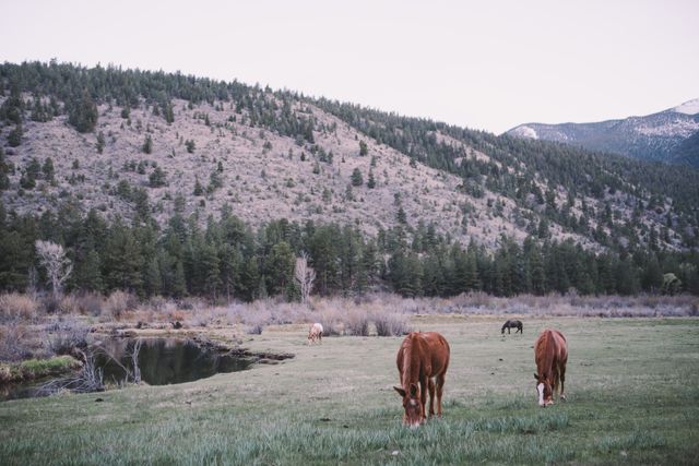 Horses Grazing in Serene Mountain Landscape at Dusk - Download Free Stock Photos Pikwizard.com