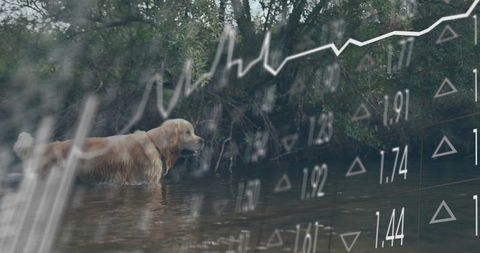 Wading golden retriever in shallow creek blending with financial chart overlay