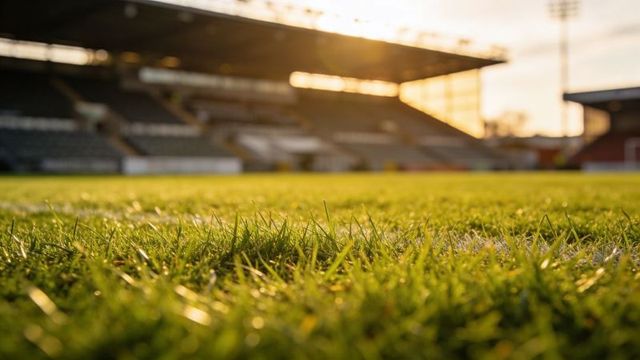 Sunlit stadium turf close-up at golden hour showing glistening grass and white line
