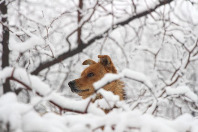 Dog Enjoying Snowy Winter Day in Forest - Download Free Stock Photos Pikwizard.com
