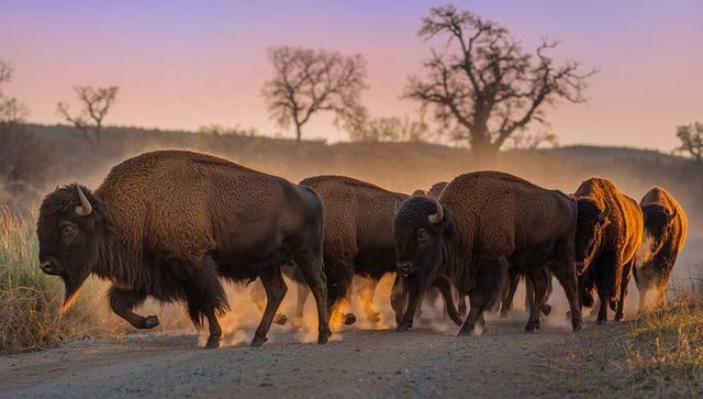American bison herd walking across dusty prairie at sunset with golden backlight