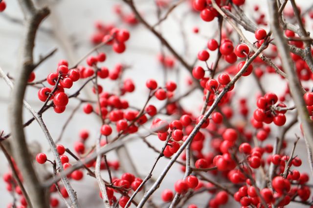 Close-up view of red berries on leafless branches during winter. Vivid red berries stand out against the stark branches, providing a striking contrast. Ideal for festive decorations, holiday greeting cards, nature and winter-themed marketing campaigns, or educational content about plant life in cold seasons.