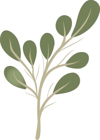 stylized branch with olive green leaves on transparent background - Download Free Stock Videos Pikwizard.com