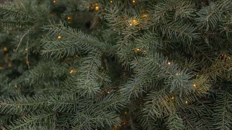 Pulsing fir branches twinkling with warm LED lights close-up video for holiday backgrounds