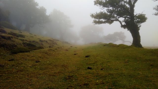 Hill fog trees nature - Download Free Stock Photos Pikwizard.com
