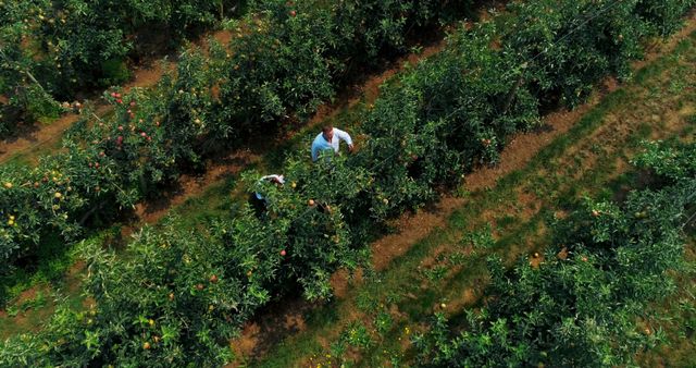 Aerial view of a diverse group of farm workers harvesting fruit in an orchard, with copy space. Their labor is essential in bringing fresh produce from farm to table.