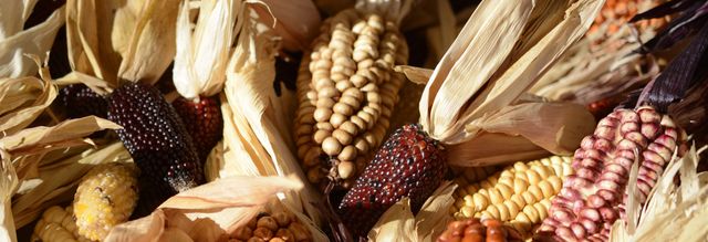 This image captures a close-up view of various harvested maize cobs with multi-colored kernels and dried husks. Ideal for use in organic farming promotions, agricultural education materials, farm produce marketing, autumn and fall season themes, and advertisements focusing on natural and organic foods.