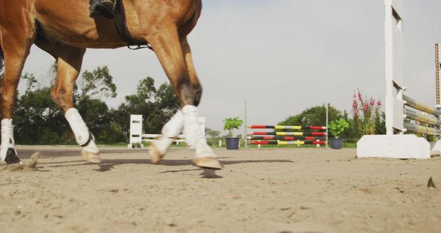 Slender horse's legs while running at show jumping event. Sport, equestrian sports and horse riding.