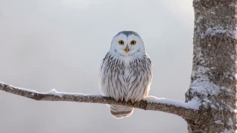 Snowy Owl Perching on Snowy Branch Puffing Feathers and Displaying Talons in Winter Forest