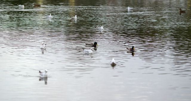 A serene view of ducks and seagulls floating on a calm lake. Ideal for use in articles or content related to nature, wildlife, outdoor activities, tranquility, and peaceful environments.