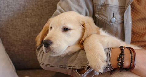 Mid-adult man cradling golden retriever puppy on sofa, cozy home cuddle and closeup warmth