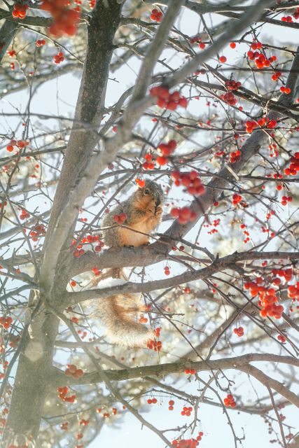A squirrel is sitting in a tree decorated with red berries during winter. The small animal appears curious and at ease among the branches. This photo captures the beauty and charm of wildlife during the colder season. Ideal for nature blogs, educational materials on wildlife, and decorative prints for a warm, festive atmosphere.
