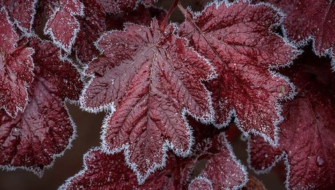 Frosted burgundy maple-style leaf macro showing crystal edges and water droplets